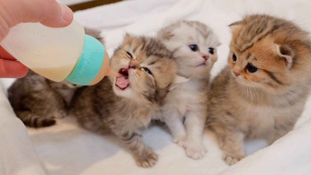 子猫ちゃん♡生後8日♡本当にミルク飲めるよ♡ちー出ます♡アートドール♡ぬいぐるみ ALL ITEM | Hermeow's Shop 子猫ちゃん♡生後8日♡本当にミルク飲めるよ