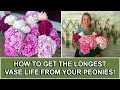 How To Get The Longest Vase Life From Your Peonies! 🌸