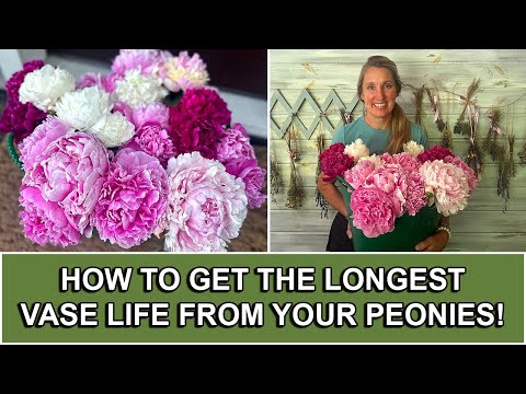 How To Get The Longest Vase Life From Your Peonies! 🌸