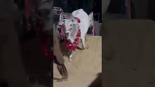 The heavy cow unloading part 2