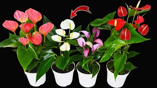Do this now and your plants will flower nonstop (Any Plant) | Natural Fertilizer Resimi