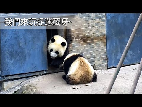 《熊貓早晚安》我們來玩捉迷藏呀~ | iPanda