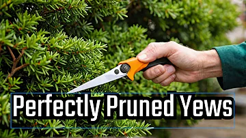 Is a yew tree a real tree?