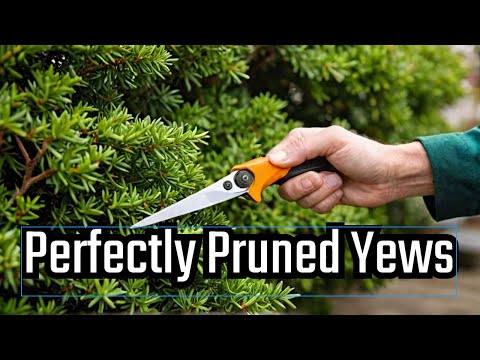 Video: Perfekte Yew