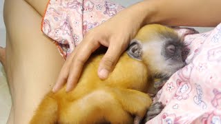 Wow Cute Monkey Doya Sleeps Deeply Well When Mum Caress His Head