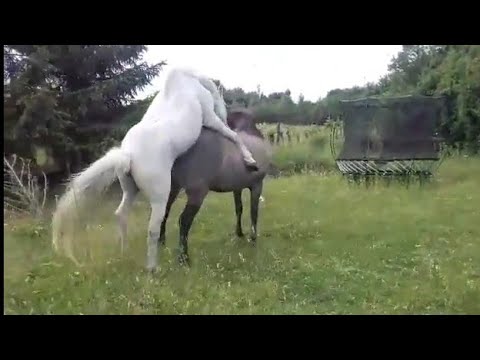 Horse mating with mare xxx,horse mating xxx,horse xxx