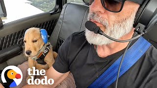 Download lagu Puppy Goes on Plane Rides With His Pilot Dad and Couldn’t Be Happier | The Dodo