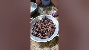 Hôm nay làm món Ốc Viết xào nước cốt dừa lá cách thơm ngon khó cưỡng... 👍🤤🤤🤤😋