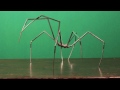 Spider Armature Test Animation