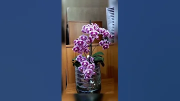 Как заставить орхидею цвести Вот Так???