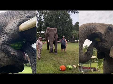 Watch the elephant eating fruit (wondrous🤯)