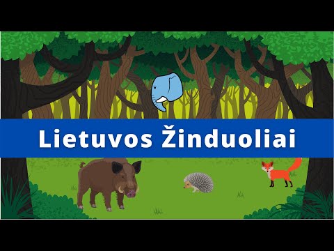Lietuvos žinduoliai🐗 | Edukaciniai filmukai vaikams🐘