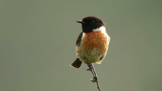 Calling European Stonechat on the Pembrokeshire coast