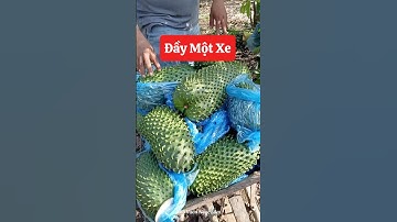 Mãng Cầu Xiêm Thái cây em sẵn phục vụ ac ạ☎️092.391.6866 #nhavuonngoclam #cayanqua #mangcauxiemthai