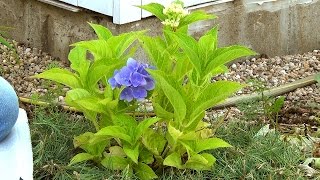 Гортензия крупнолистная(Гортензия крупнолистная (Hydrangea macrophylla) - влаголюбивое декоративное растение, некоторые сорта которого облад..., 2015-07-20T21:08:25.000Z)