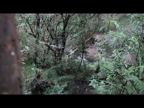My Nature Video #87