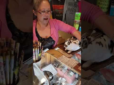 Working Bunny @