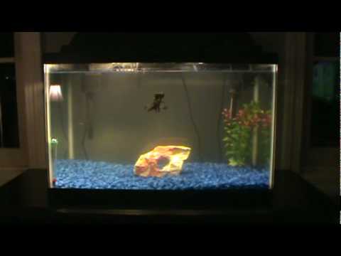 black moor goldfish tank youtube black moor goldfish full size