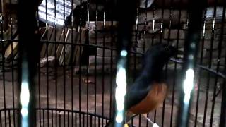 Burung Murai RR (rawa rontek) AFF GP