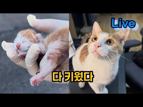 성묘가된 짹짹이
