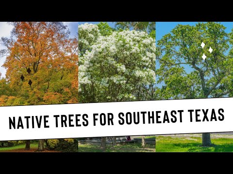 Vídeo: As árvores de cedro são nativas do Texas?