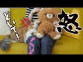 大好きなママのお膝にぬいぐるみがのっていた時のもふ猫の反応は！？