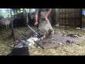 Shearing a Babydoll ewe