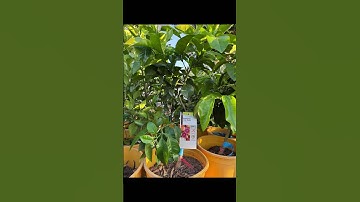 Grapefruit ‘Star Ruby’🍊citrus paradisi🐝full-sun☀️late-June