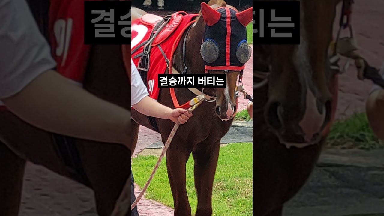 26.01.18  서울경마 08경주