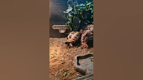 Horace the Horse field tortoise climbing fall