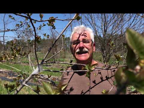 Video: Proč začaly housenky na borovici? Jak se vypořádat se škůdcem?