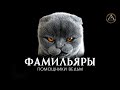 ФАМИЛЬЯРЫ. Помощники ведьм. Кто такие фамильяры, откуда берутся, как помогают ведьмам.