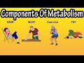 Understanding Metabolism and Energy Expenditure