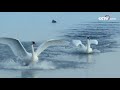 [기묘한 대자연] 한겨울의 백조 호수 | CCTV 한국어방송