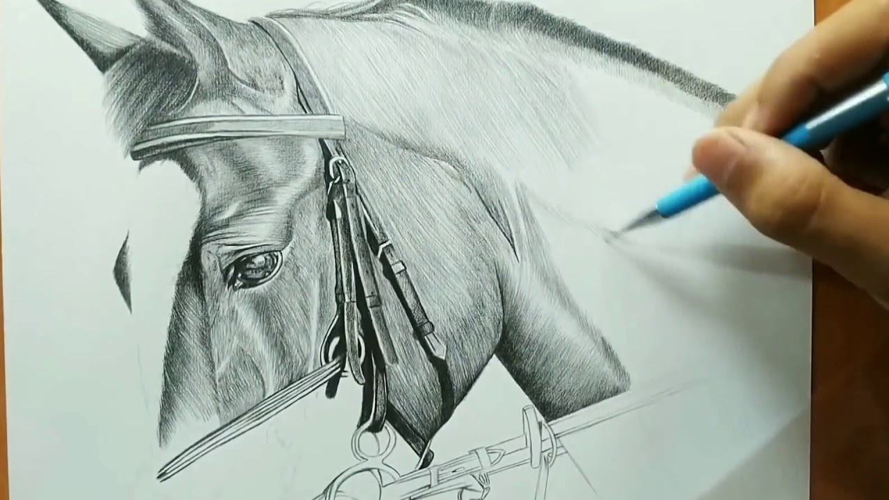 الظل والنور ودراسة رسم رأس الحصان بالقلم الرصاص_Shadow, light and drawing a  horse head