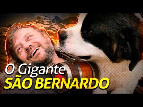 GUIA DE RAÇAS | DERRUBANDO O SÃO BERNARDO! | RICHARD RASMUSSEN