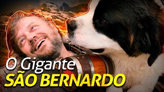 GUIA DE RAÇAS | DERRUBANDO O SÃO BERNARDO! | RICHARD RASMUSSEN