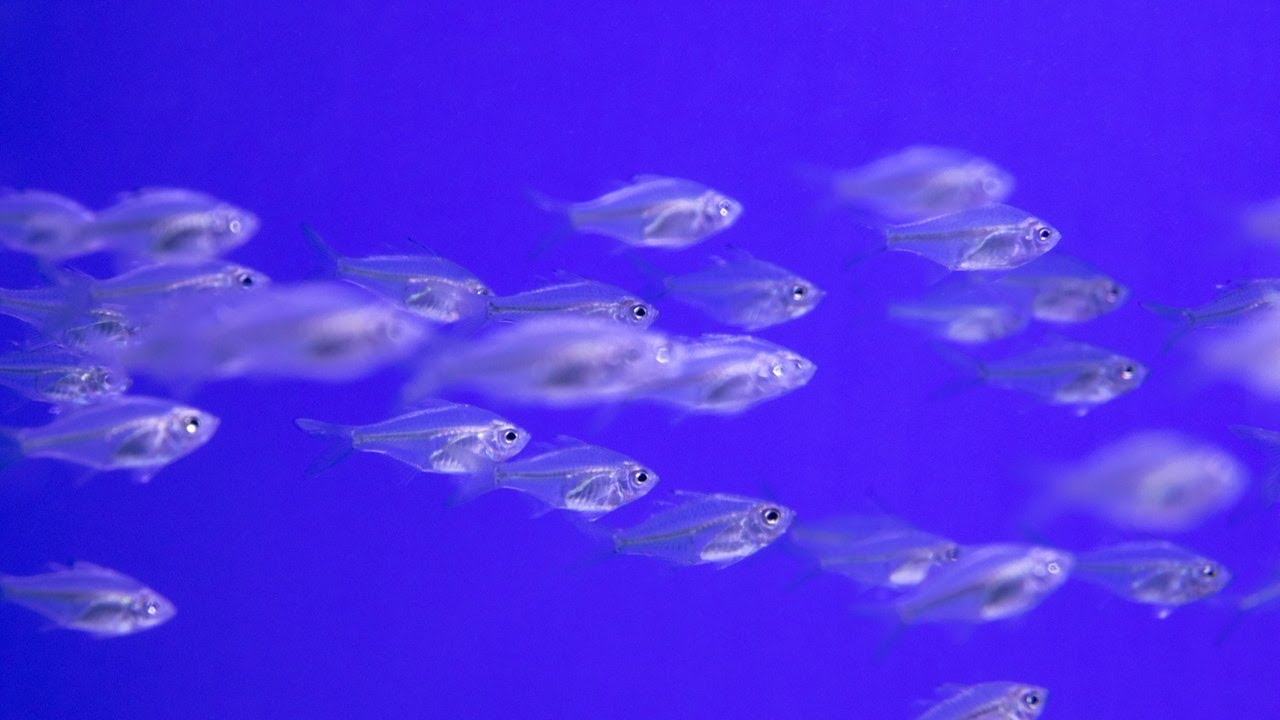 Musique Relaxante avec Magnifique Aquarium Musique douce pour dormir