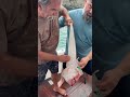 We caught a Shovelnose Shark!