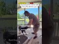 Dogs cute 🥰 #DogTalks #PuppyLove #DogOwners #CuteDogs #DogLife