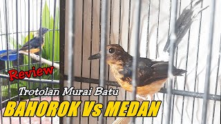 Trotolan murai batu Bahorok Vs Medan