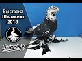 ВЫСТАВКА ГОЛУБЕИ Г.ШЫМКЕНТ 2018 TVK (Новости)  PIGEONS / TAUBE #Gulsarino