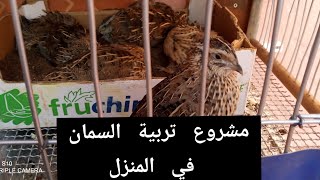 مشروع تربية السمان في المنزل.