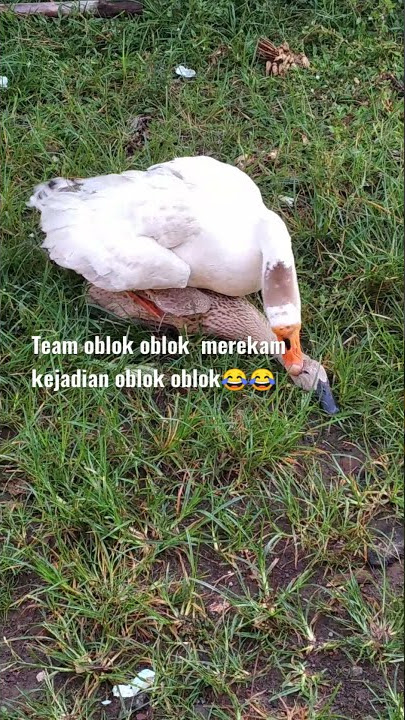 angsa vs bebek jadinya  apa