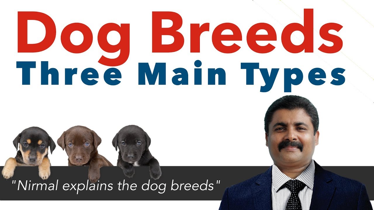 Dog Breeds Three Main Types [Malayalam] YouTube