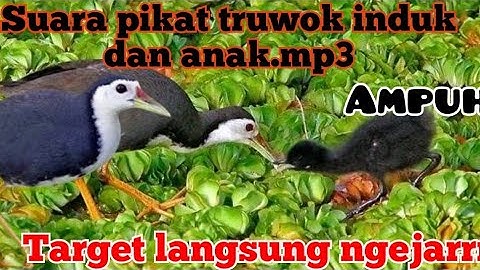 SUARA PIKAT || RUAK INDUK DAN ANAK, BURUNG LANGSUNG NGEJAR. BUKTIKAN!!!!!!
