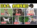 日本犬、全6種類を紹介！特徴や性格など