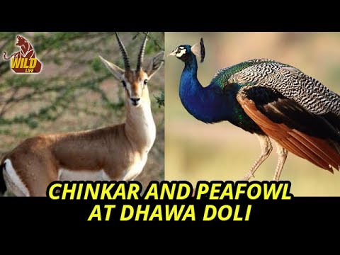 videos deer hunter Chinkara and Peafowl in Dhawa Doli | Wildlife Sanctuary | Wildlife in India | Wildlife