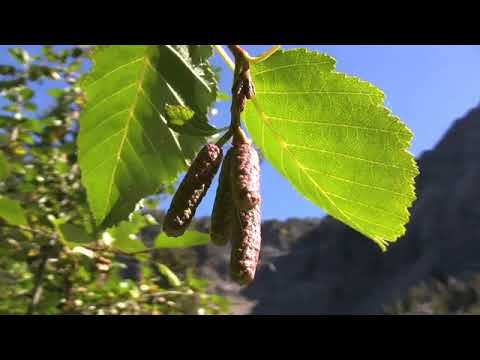 Alnus viridis ssp. sinuata, Betulaceae (Sitka alder)