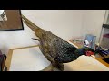 Hybrid pheasant taxidermy mount by zaileas taxidermy